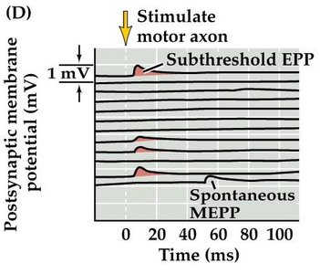 Subthreshold EPPs and MEPPs