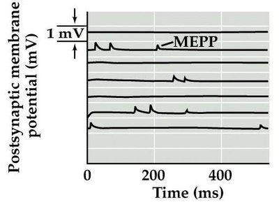 Frequency histogram of EPP amplitudes