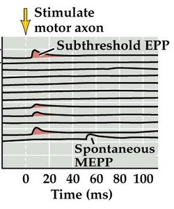 Statistical model of quantal release