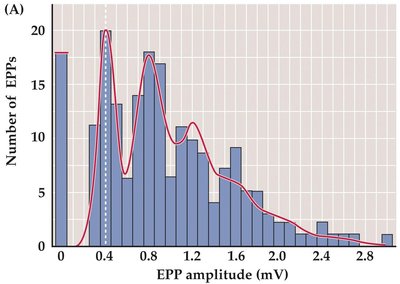 Quantal analysis experiment