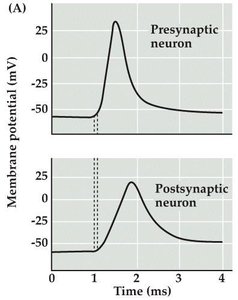 Membrane potential changes in presynaptic and postsynaptic neurons