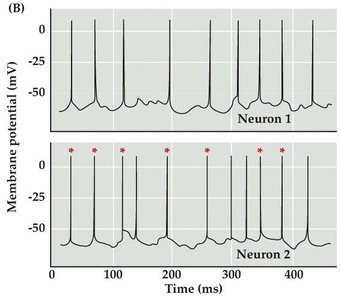Synchronized firing in coupled neurons
