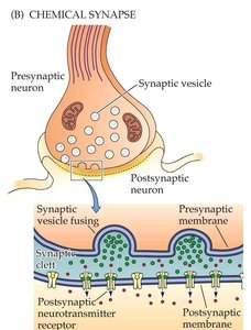 Diagram of chemical synapse structure
