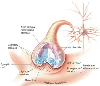 Detailed structure of a synaptic terminal