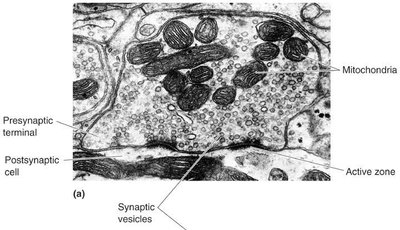 Electron micrograph of synaptic terminal
