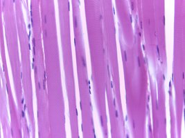 Microscopic view of skeletal muscle fibers