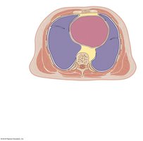 Transverse section of thoracic cavity