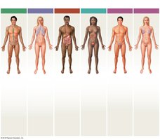 Diagram of additional organ systems