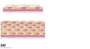 Classification of epithelia: simple and stratified layers