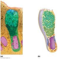 Goblet cell (unicellular exocrine gland) structure