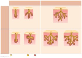 Types of multicellular exocrine glands: duct and secretory structures