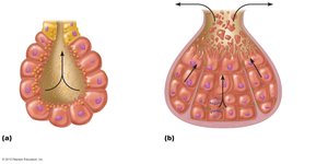 Chief modes of secretion in human exocrine glands: merocrine and holocrine
