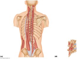 Deep back muscles