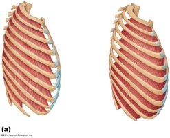 Intercostal muscles