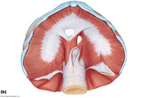 Diaphragm anatomy