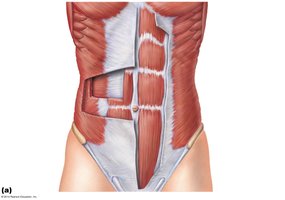 Abdominal wall muscles