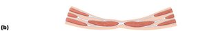Cross-section of abdominal wall