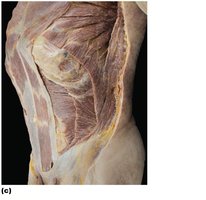 Abdominal wall muscle layers