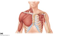 Superficial anterior thorax muscles