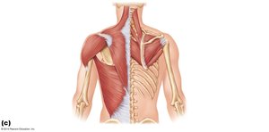 Superficial posterior thorax muscles