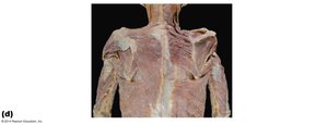 Muscles of the thorax and shoulder