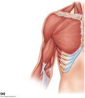 Muscles crossing the shoulder joint