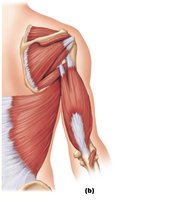 Muscles acting on the arm and forearm