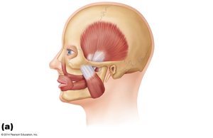 Muscles of mastication
