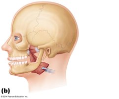 Pterygoid muscles and masseter