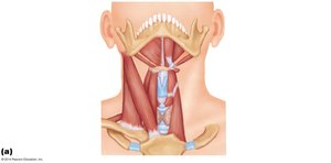 Muscles of the anterior neck