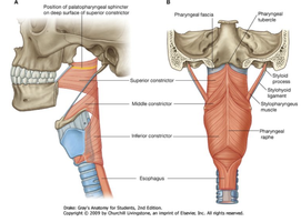 Pharyngeal constrictors
