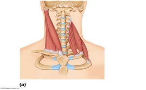 Anterior neck muscles