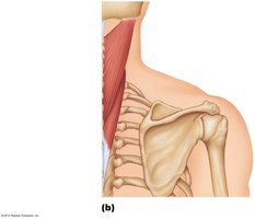 Posterior neck muscles