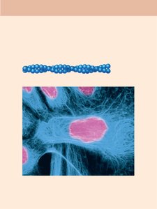 Microfilaments