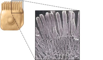 Microvilli on cell surface