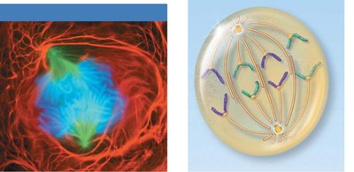 Anaphase