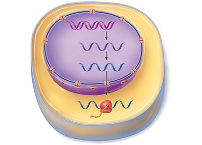 DNA replication process