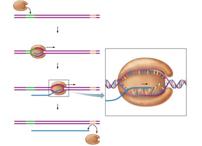 Transcription process