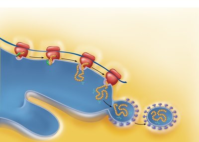 Protein synthesis and processing