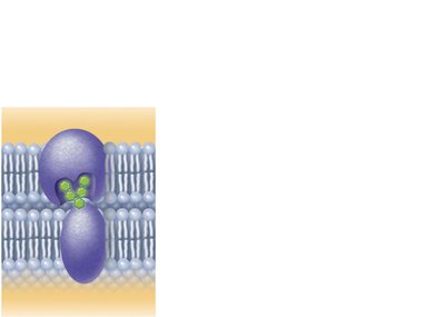 Membrane glycoprotein involved in cell-cell recognition