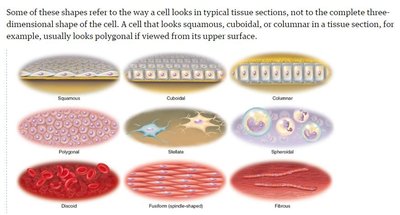 Common cell shapes in tissues