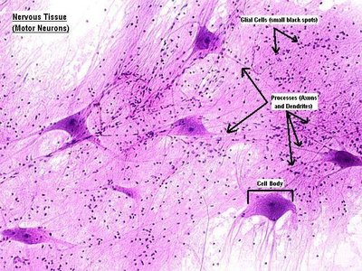 Nervous tissue (motor neurons)