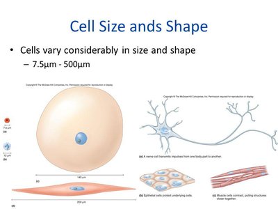 Cell size and shape examples