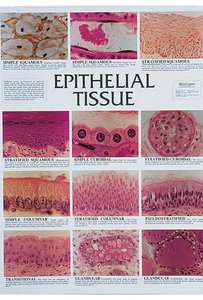Microscopic images of epithelial tissues