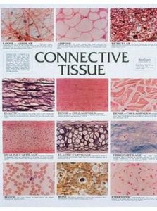 Microscopic images of connective tissues