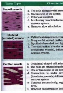Types of muscle tissue