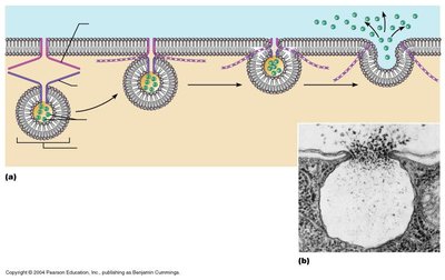 Exocytosis process