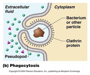 Phagocytosis process