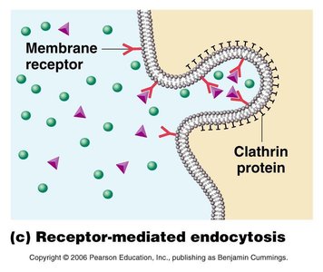Receptor-mediated endocytosis