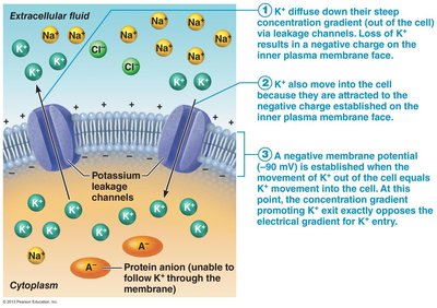 Establishment of resting membrane potential